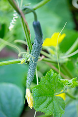 Fresh green cucumber in the garden
