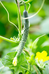 Fresh green cucumber in the garden