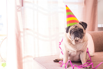 sad dog pug sitting at home on the sofa with hat and celebration stuffs - party with a lot of fun...