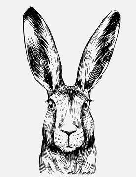 Sketch of hare. Hand drawn illustration converted to vector