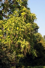 Catalpa tree with seeds in husks