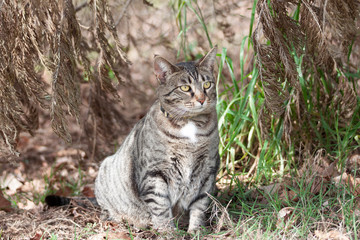 Cat outdoors -Tabby 