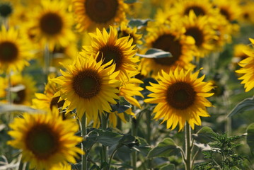 Sunflowers on a summer day