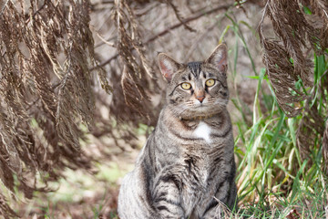 Cat outdoors -Tabby 