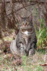 Cat outdoors -Tabby 