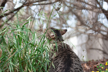 Cat outdoors -Tabby 