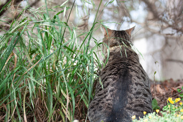 Cat outdoors -Tabby 