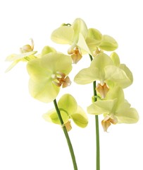 Obraz premium żółta orchidea phalaenopsis z bliska