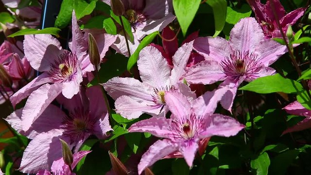 Lilac clematis blooms in the garden