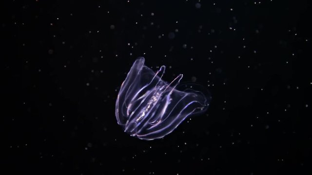 Warty comb jelly (Mnemiopsis leidyi or Sea walnut) slow moving underwater.