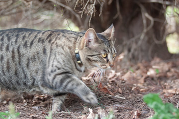 Cat outdoors -Tabby 