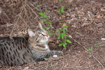 Cat outdoors -Tabby 