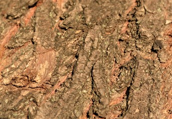 bark of a tree