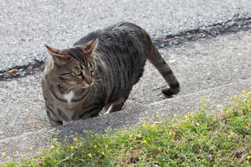 Cat outdoors -Tabby 