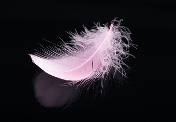 Pink feather isolated on black background