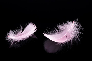 Pink feather isolated on black background