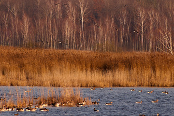 Ducks swim on the lake in the autumn park.
