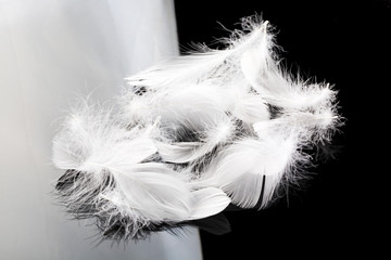 Closeup of white feather on black background