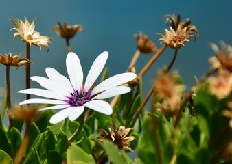 flower on background of blue sky