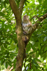 Long-tailed Macaque - Macaca fascicularis, common monkey from Southeast Asia forests, woodlands and gardens, Bali, Indonesia.