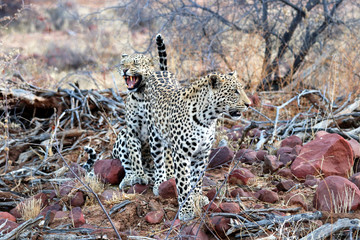 Leopard mother is pleased about the return of the son - Namibia
