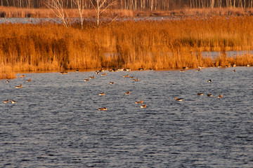 Ducks swim on the lake in the autumn park.
