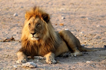 Lion - Namibia