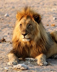 Lion 1 - Namibia