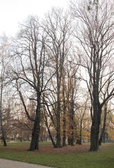 landacape of park with deciduous trees