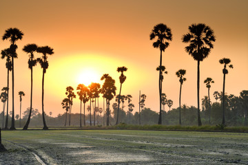 Fototapeta na wymiar Beautiful scenery of sugar palm trees in rice field in Thailand at sunrise.