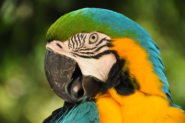 Closeup of multicolored macaw, Closeup shot of beautiful blue and yellow macaw bird in wild nature.