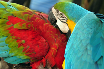 Fototapeta premium Tropical multicolored macaw birds, View of blue and yellow macaw with green-winged macaw in wild nature.