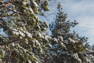 branch of a tree in winter