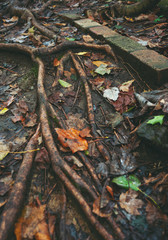 Tree roots snake over the ground next to bricks left behind from an old building in the woods.  Vertical image.