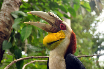 Multicolored great Indian hornbill, Beautiful exotic great Indian hornbill with big beak against tropical forest © Dogora Sun