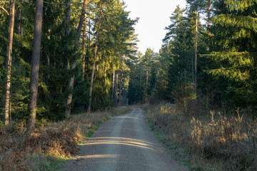 Der ruf des Waldes