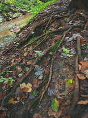 Tree roots snake over the ground with fallen leaves next to a stream in the the woods.  Vertical image.