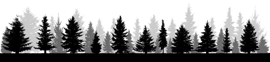 Forest fir trees silhouette. Coniferous spruce. Isolated on white background