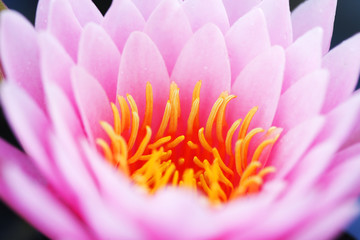 close up of beautiful pink lotus flower