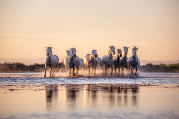 White Wild Horses of Camargue running on water at sunset, Aigue Mortes, France