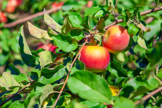 Ripe red apples hanging on a branches