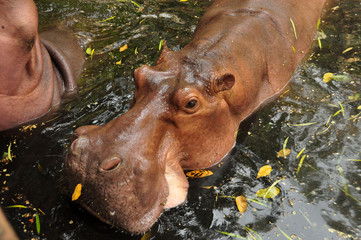 Swimming hippo in wild pond, From above of huge wet hippos swimming in water of lake or river.