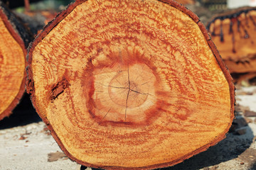 Fototapeta na wymiar texture of wooden tree trunk background.