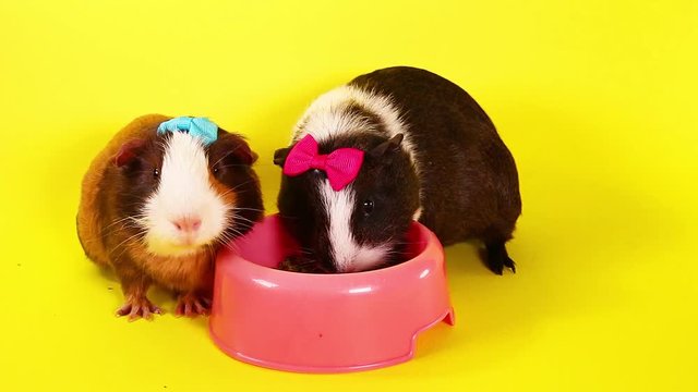Cute funny pet guinea pig pigs cavy