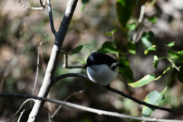Fiscal Flycatcher