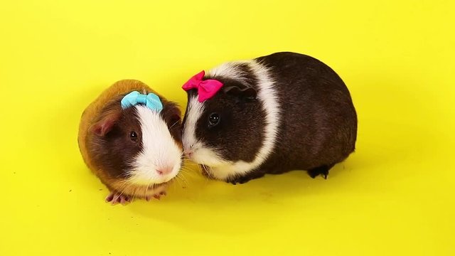 Cute funny pet guinea pig pigs cavy