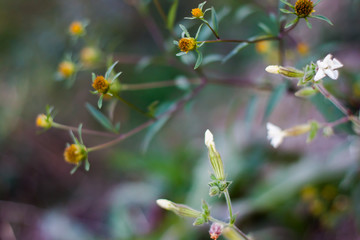 beautiful little blossoms