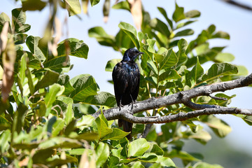 Meves Starling