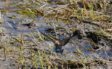 Lesser Striped Swallow
