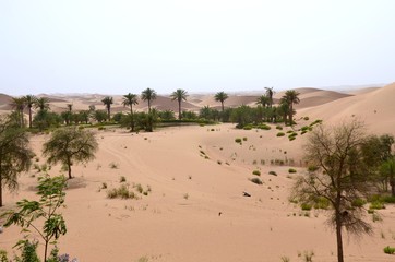 in the dessert